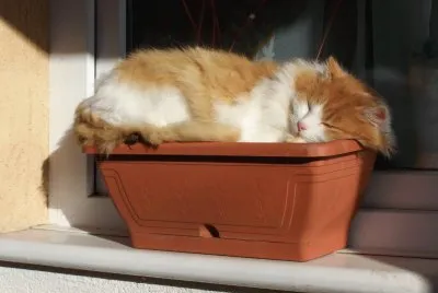 flor de gato