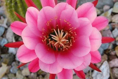 BellÃ­sima