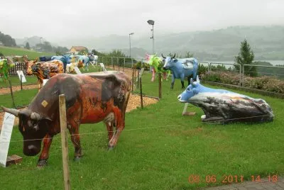Vaches colorÃ©es Ã  GruyÃ¨re (CH)