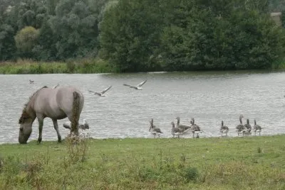 wild horse (Nl)
