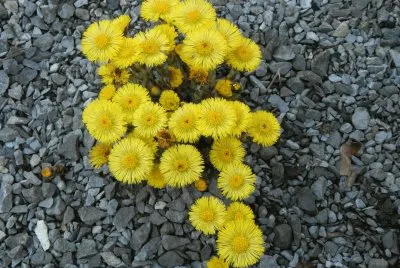 Tussilage (Belg)