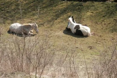 Horses (East Belgium)