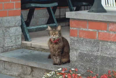 Khali the cat