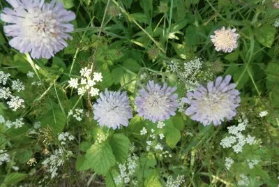 Fleurs (East Belgium)