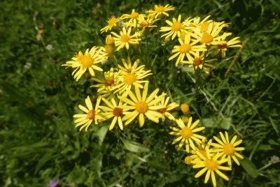 Fleurs (East Belgium)