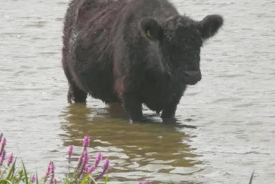 Wild beef (NL)