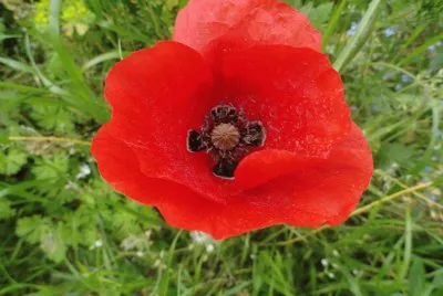 coquelicot jigsaw puzzle