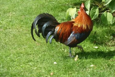 Rooster