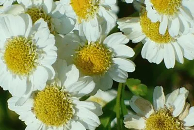 Wild flower