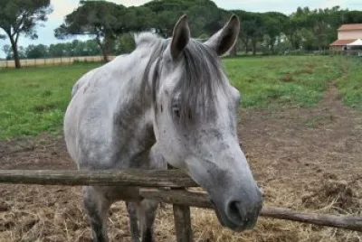 cavalli in maremma