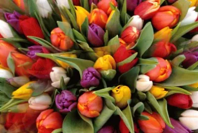 פאזל של Tulipans