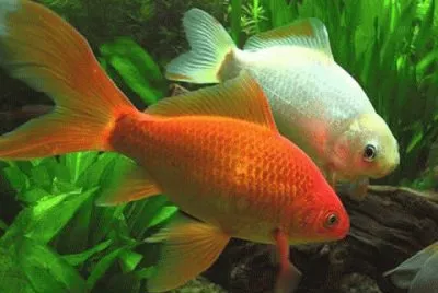 Peces