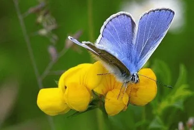 Mariposa