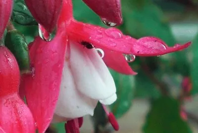 fuchsia