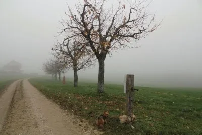 brouillard
