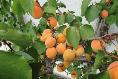abricots