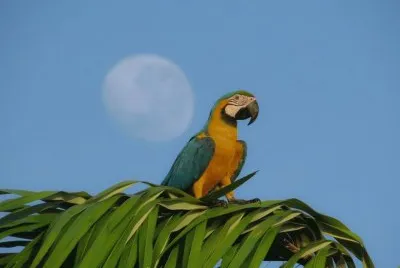 Arara Canindé