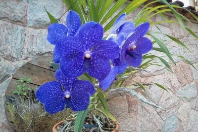OrquÃ­dea Azul