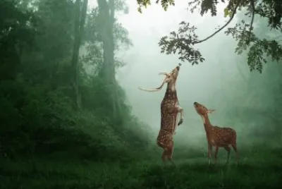 animales