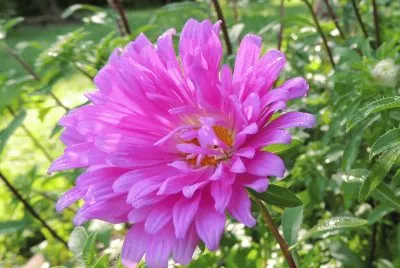marguerite