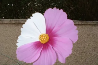 cosmos
