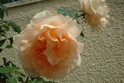 rose jigsaw puzzle