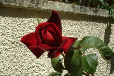 rose jigsaw puzzle