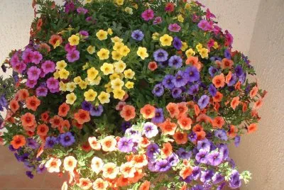 petunia