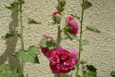 rose tremiÃ¨re