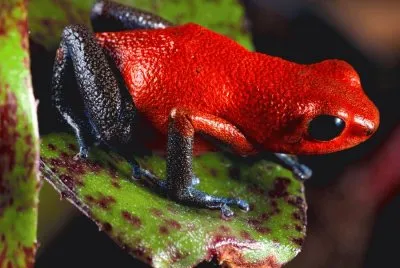 rana venenosa
