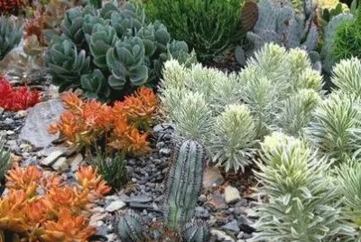 jardÃ­n de cactÃ¡ceas jigsaw puzzle