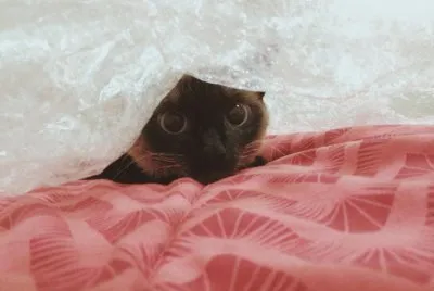 Gatinha da Alika