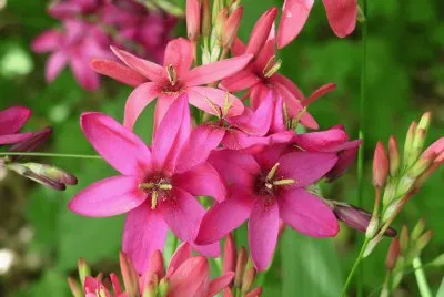 ixia