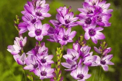 ixia