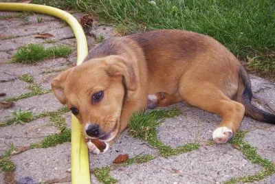 bÃ©bÃ© chien