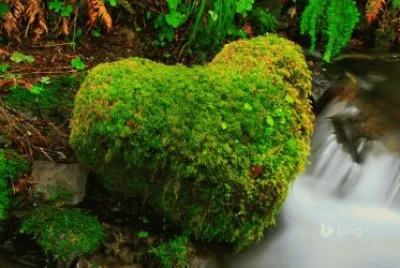 Bing image