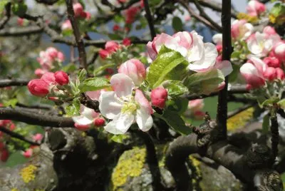 pommier en fleurs