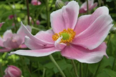 anemone