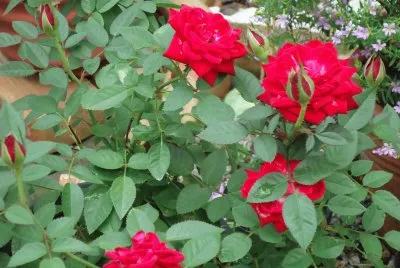 Rosas Vermelhas