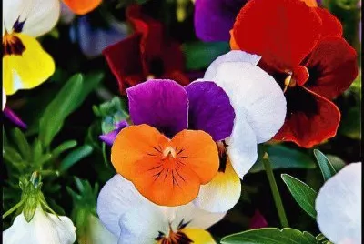 Alegres flores
