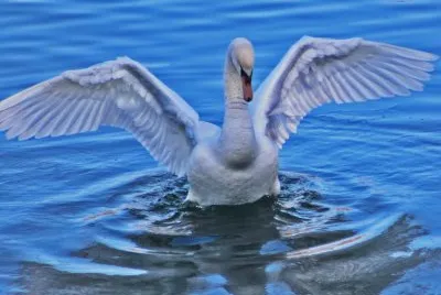 cisne jigsaw puzzle