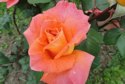 rose