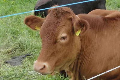 une vache
