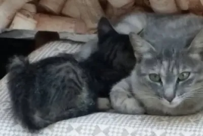 Tenerezza un momento di amore tra mamma e figlio
