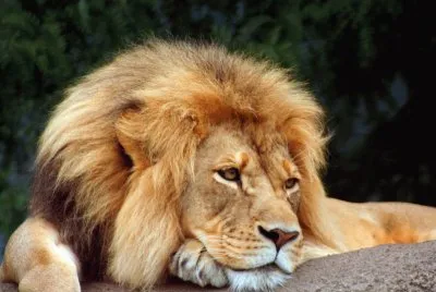 leÃ£o