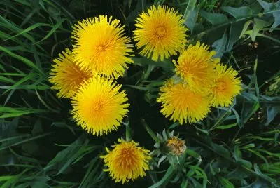 fleurs