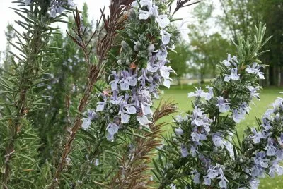 rosmarino in fiore