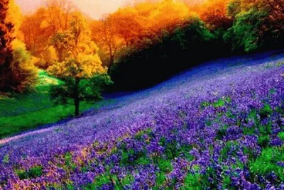 campo colorido