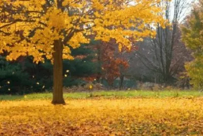 ipÃª amarelo