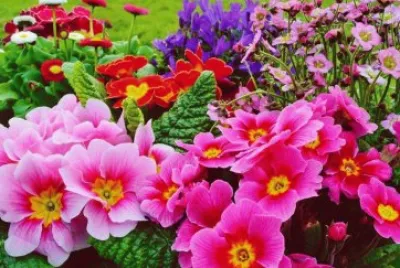 jardim florido